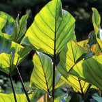 Colocasia Esculenta, Colocasia Live Plant, Elephant Ears Live Plant, Esculenta Taro Live Houseplant, 5-8 Inc Tall, No Pot (Rare Colocasia)