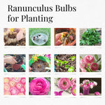 Pack of 30 Ranunculus Bulbs for Spring Planting, Ranunculus Bulbs for Planting, Spring Blooms Vibrant Perennial Bulbs for Garden Borders (Pink Ranunculus)