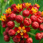 4 Milkweed Plants Live, Deep Red Butterfly Milkweed Asclepias Tuberosa Perennial Wildflowers Swamp Common Bush, 5-9" in Tall, No Pot