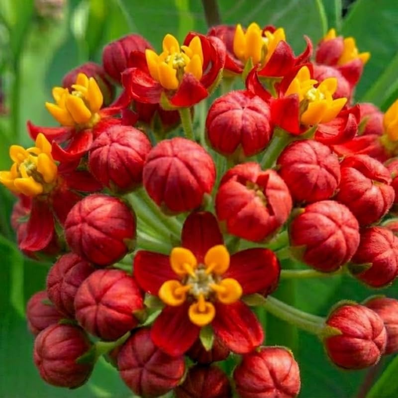 4 Milkweed Plants Live, Deep Red Butterfly Milkweed Asclepias Tuberosa Perennial Wildflowers Swamp Common Bush, 5-9" in Tall, No Pot