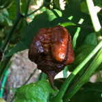 Pack 2 Chocolate Carolina Reaper Live Pepper Plants, Hot Pepper Chili 80 Days Old Plants