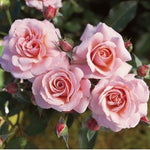 Rose Plant Live, Roses Bush Ready to Plant, 5-10 Inch Height, Ornamental Fragrant Flowers (Pink Rose)