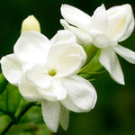 3 Jasmine Flower Plants, Maid of Orleans Arabian Sambac Jasmine Plant Indoor Live from 5 Inc Long, Perennial Tropical Plant
