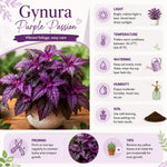 Pack 2 Purple Passion Plants, Gynura Purple Passion Plant Live, 4-6 Inc Tall, Easy Care Houseplant for Home and Office Decoration