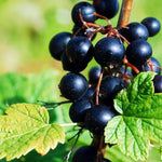 Consort Black Currant Tree Live Plant for Growing, 1 Year Old, Currant Berries Fruit Tree, Currant Plant Live for Planting Your Garden, Currant Bush Live Plant