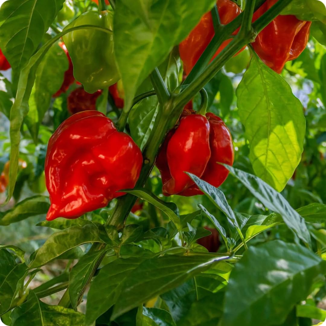 Pack 2 Red Habanero Pepper Plants, 80 Days Old Live Red Habanero Pepper Plants, Habanero Pepper Plants, Habanero Pepper Plants Live, Habanero Plant