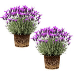 2 Lavender Plants Live Flower, Lavandula Perennial Starter Plants Plugs, 4-8" Tall for Planting Indoor Outdoor (Spanish Lavender)