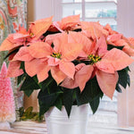 Set 2 Poinsettia Live Plants, Holiday Houseplant, Poinsettias Trees Live Plants, Christmas Decorative Flowers 4-9'' Tall, Peachy Blooms