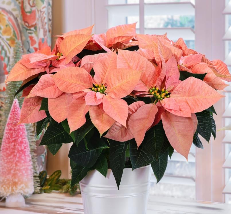 Set 2 Poinsettia Live Plants, Holiday Houseplant, Poinsettias Trees Live Plants, Christmas Decorative Flowers 4-9'' Tall, Peachy Blooms