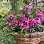Purple Fuchsia Plant Live 4'' Pot, Hardy Flowering Fuchsia Starter 3-6'' Tall, Hanging Basket or Patio Garden Plants, 2 Plants per Pot
