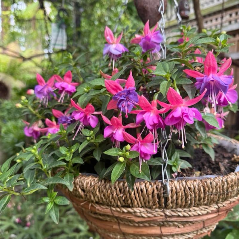 Purple Fuchsia Plant Live 4'' Pot, Hardy Flowering Fuchsia Starter 3-6'' Tall, Hanging Basket or Patio Garden Plants, 2 Plants per Pot