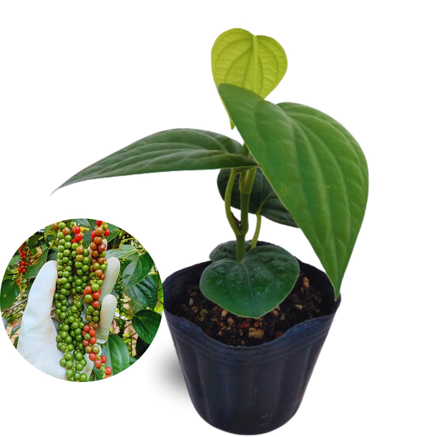 Set of 2 Pepper Plants Live, Piper Nigrum Black Pepper Live Plant, 4 to 7 Inches Tall, Live Pepper Plant, Herb Plant for Garden, Pepper Well Rooted