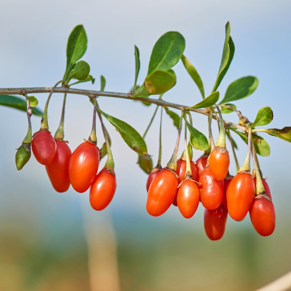 Live Goji Berry Plant, Sweet Goji Berry Plants, 4-6 Inches Tall, Edible Berry Shrub for Backyard Gardens, Patios and Home Growing