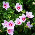 Pink Rose of Sharon Plant, Hardy Hibiscus Bush Shrub Well-Rooted 7-13" Tall Althea Shrub with Summer Blooms for Outdoor Landscape