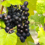 Random Grape Vines Live Plants for Planting, 5-10" Grape Tree for Outdoor Garden, Dormant in Winter, Cold Hardy, Sweet Flavor