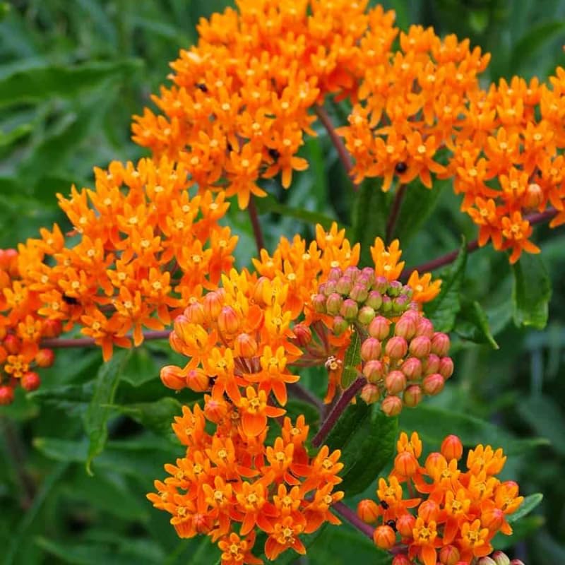 2 Orange Milkweed Plants Live, Tropical Butterfly Milkweed 4-8 Inches, Perennial Milkweeds Flowers Well Rooted Container or Outdoor Growing