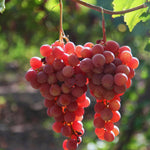 Red Grape Plant Rooted for Planting, Grape Vine Plant, Sweet Fruit Garden Outdoor, 10-20'' Tall