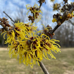 Yellow Witch Hazel Bush Live Plant, 1 Year Old Shrub in Quart Pot, 6-12" Tall Hardy Fall Blooming Tree