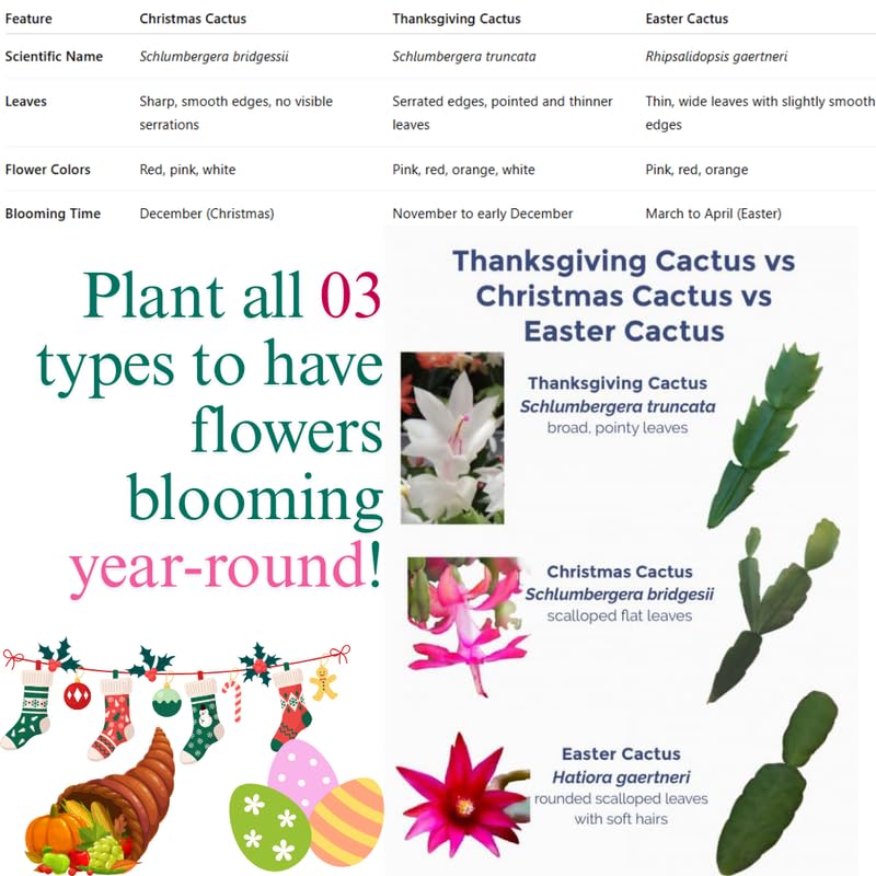 Christmas Cactus Plant Live, Starter Holiday Thanksgiving Cactus Plant for Indoor Outdoor Houseplants, Fasle Easter Cactus Plants Like, Cold Hardy, 5-9" in Tall (Orange)