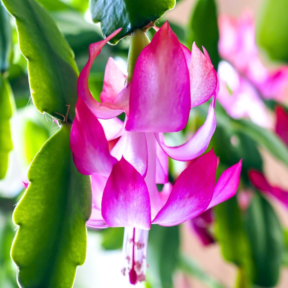 Christmas Cactus Plant, Thanksgiving Cactus in 4” Pot, Colorful Holiday Blooms, Indoor Gardens Growing (True Christmas Cactus)