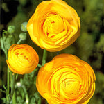 Pack of 30 Ranunculus Flowers Bulbs for Spring Planting, Ranunculus Bulbs for Planting, Spring Blooms Vibrant Perennial Bulbs for Garden Borders (Bright Orange)