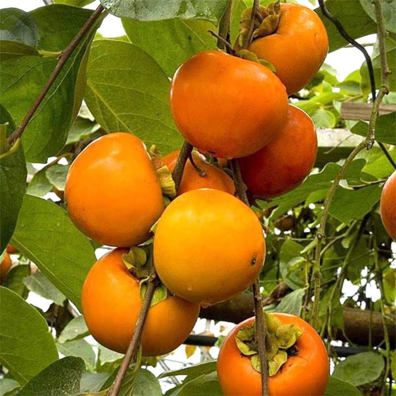 2 Persimmon Tree Live Plants Bare Roots, Live Persimmon Tree, Cold Hardy, 6-12 Inches Tall, Seedlings