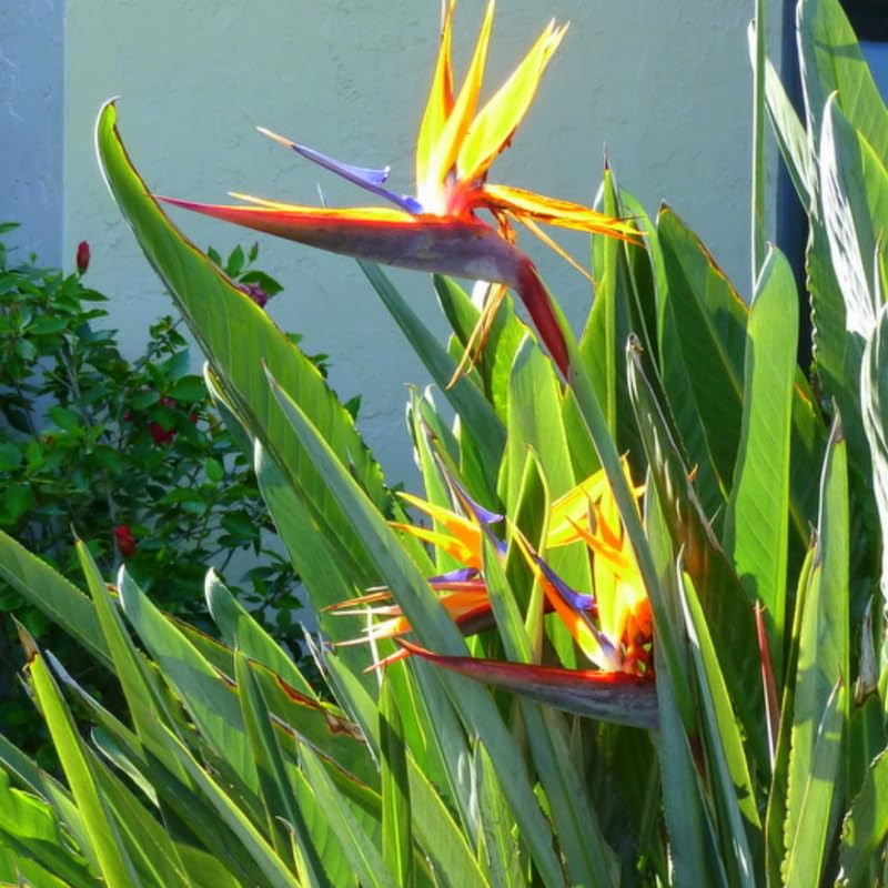 Blue Yellow Bird of Paradise Live Plant, Vibrant Tropical Houseplant Flowers Strelitzia Reginae Size 5 to 9 Inc Tall, No Pot, Well-Rooted, Hardy