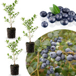 3 Sweet Blueberry Bushes Seedlings, High-Yield Blueberry Trees Live Plants, 6 Months Old, Starter 3-6" in Tall, Cold Hardy Zones 4-7