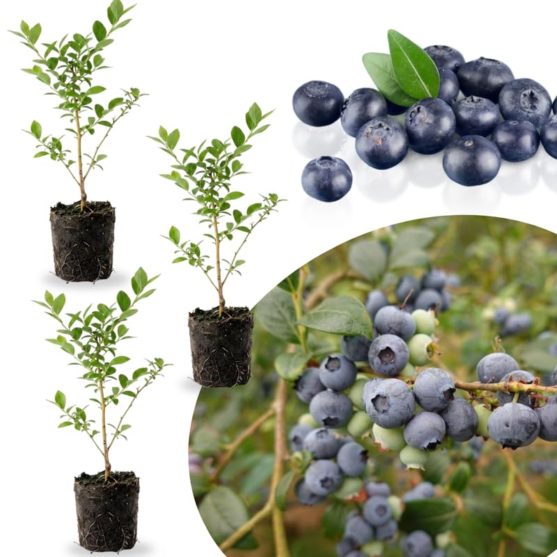 3 Sweet Blueberry Bushes Seedlings, High-Yield Blueberry Trees Live Plants, 6 Months Old, Starter 3-6" in Tall, Cold Hardy Zones 4-7