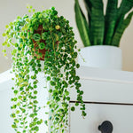 String of Turtles Live Plant, in Pot, Trailing Succulent Plant, Hanging Vine Live Indoor Houseplant