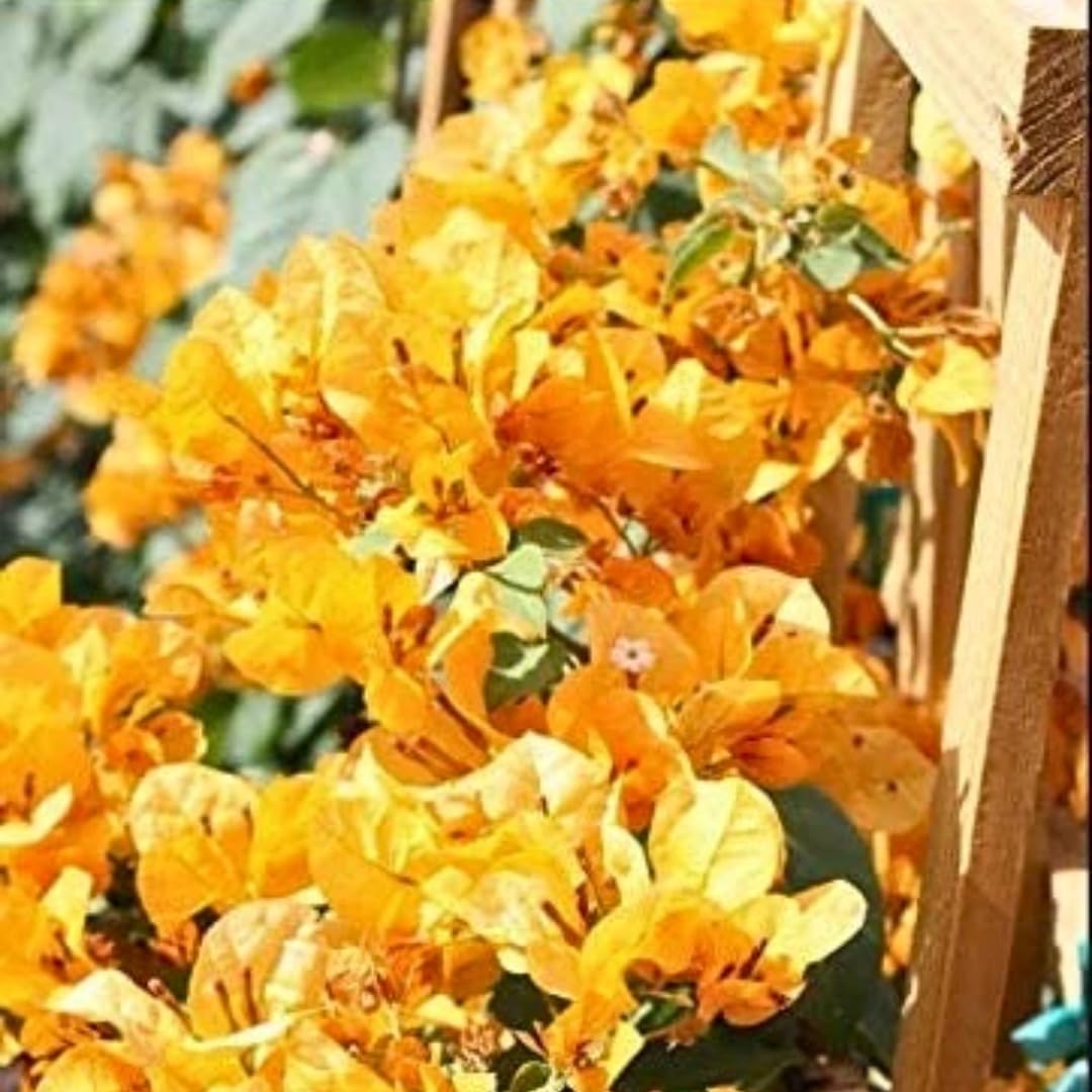 2 Yellow Bougainvillea Plants Live, Flowering Bougainvillea Vine for Outdoor Garden or Trellis, 5-9 Inch Tall, Very Hardy