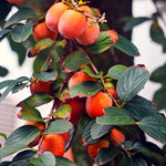 American Persimmon Tree Live Plant, 9 Months Old Seedling, Dormant in Winter, Well-Rooted, Cold Hardy, 6-12" in Tall