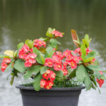 Red Crown of Thorns Plant, 6 to 10 Inc Tall, Hardy Euphorbia Milii Tree Live Plant, Houseplant Succulents Live