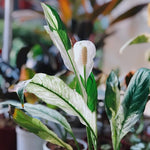 Pack 2 Peace Lily Plants, Peace Lily Houseplant, Well Rooted Indoor House Plant 4-7 Inch Tall