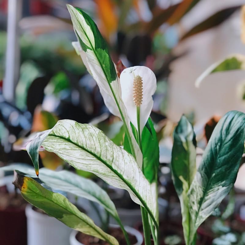 Pack 2 Peace Lily Plants, Peace Lily Houseplant, Well Rooted Indoor House Plant 4-7 Inch Tall
