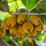 2 Vines Kiwi Live Plants for Planting, Hardy Sweet Kiwi Trees Live Plant for Outdoor Planting, 3-7" in Tall