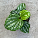 Green Peperomia Live Plant 4 Inch, Live Starter Peperomia Plant, Rare Indoor Houseplant, Low Maintenance Compact Houseplant