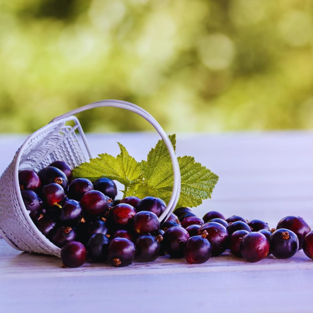 Currant Bush Live Plant for Planting, 6 to 9 Inc Long, Black Currant Plant Live Gardening