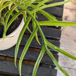 Variegated Philodendron Live Plant 4-8 Inches, Rare Indoor Houseplants for Container Growing (Tortum Philodendron)