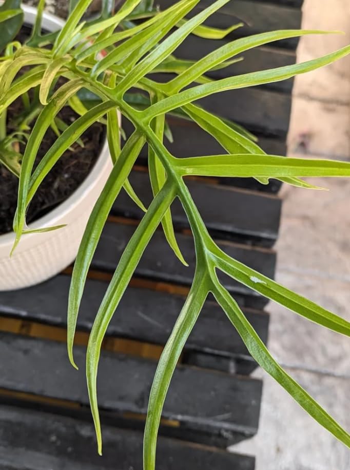 Variegated Philodendron Live Plant 4-8 Inches, Rare Indoor Houseplants for Container Growing (Tortum Philodendron)