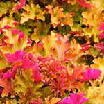 Pack 3 Heuchera Plants Live, Coral Bells Plants 4-7” Tall for Shade Gardens, Borders, Pots, Heuchera Perennials Seedlings (Red Orange Yellow Heuchera)