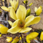 Magnolia Tree Live Plant 4-8 Inches, Pink Blooms Magnolia Bush, Fragrant Magnolia for Growing (Yellow Magnolia)