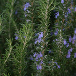 Set 3 Blue Rosemary Live Plants, Hardy and Fragrant Rosemary Herb Plant 4-8 Inches, Indoor Outdoor Growing