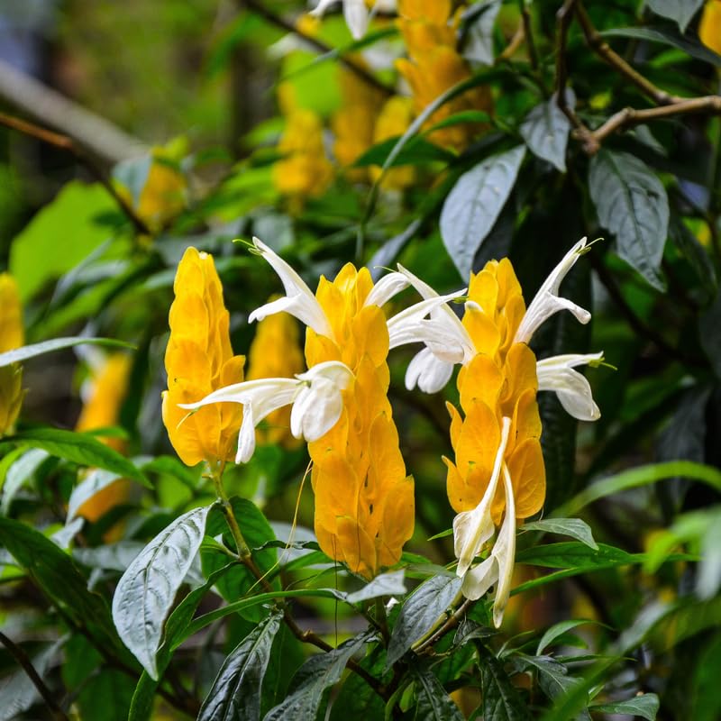 Set 3 Shrimp Plants for Planting, 4-9 Inches, Live Shrimp Shrub Plant Ready to Grow Outdoor, Yellow Blooms