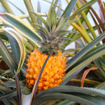 4 Gold Pineapple Trees Live Plants, Sweet Pineapple Fruit Plant Live 5 to 8 Inc Height, Tropical Pineapple for Outdoor