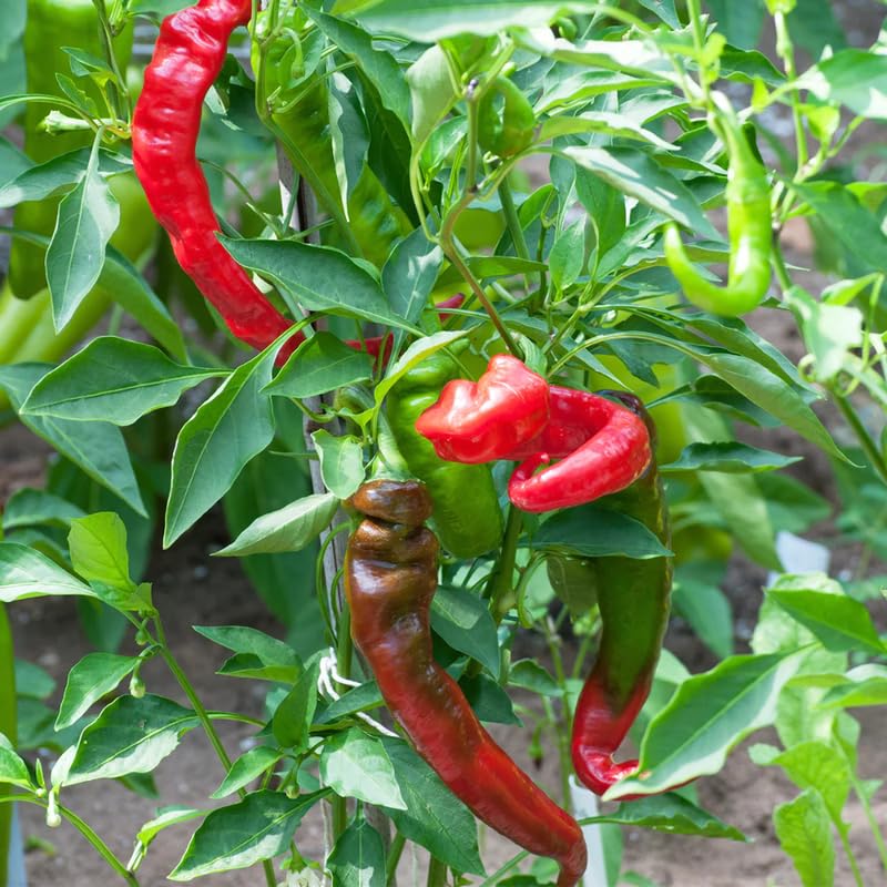 Set 2 Red Long and Hot Pepper Live Plants, 90 Days Old Live Pepper Chili Plant for Spring Planting
