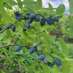 Live Sweet Honeyberry Plant, Blue Honey Berry Tree, Perennial Haskap Plants, 6 to 8 Inch Tall for Growing