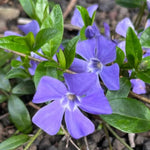 2 Vinca Minor Plants Live, Creeping Periwinkle Plants Live, Vinca Minor Live Plant Indoor, Purple Vinca Plant Pot, Ground Cover Plant Live, 3 to 6 Inches Tall in 4 Inches Pot