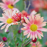 2 Orange Mums Plants Live, Chrysanthemum Plants Live, 5 to 7 Inc Tall, Chrysanthemum Mum Live Plant Gardening Indoor, Outdoor