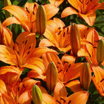 Set 3 Orange Lily Bulbs for Planting, Bright Sunny Blooms, Summer Flowering Perennial Garden Flowers, Lily Bulbs for Containers and Outdoor Garden